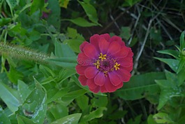 粉紅色,百日草,花