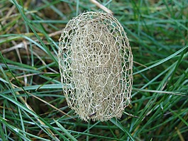 花,泥潭,綠色