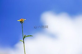 花,植物,葉
