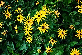 開花,光明,花