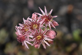 花,粉紅色,植物