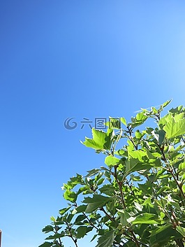 葉子,樹,綠色