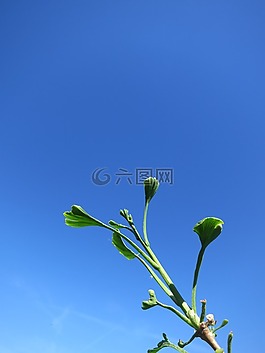 树,银杏,叶子