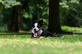邊境牧羊犬,公園,說謊的狗