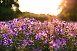 盛開(kāi),開(kāi)花,深度的字段