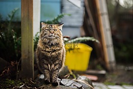可愛的,動物,貓