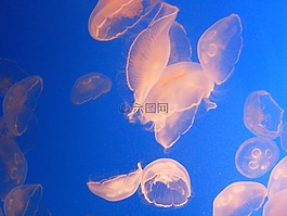 水母,水族館,海