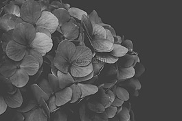 绣球,blackandwhite,花