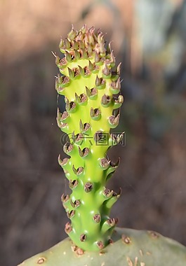 仙人球,關(guān)閉,仙人掌