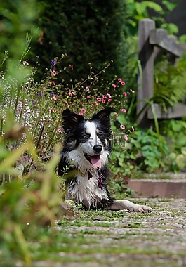 花园,边境牧羊犬,英国牧羊犬