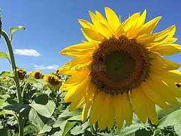 向日葵,鮮花,夏天