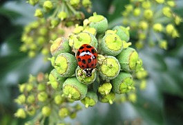 亞洲瓢蟲,efeublüte,大點(diǎn)
