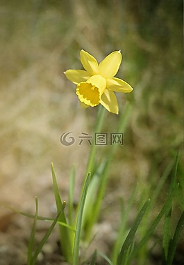 水仙,花,開花
