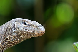 蜥蜴,爬行動(dòng)物,varanus