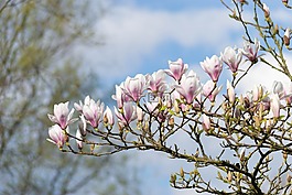 玉蘭,花,粉紅色