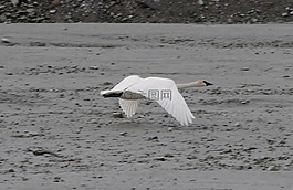 天鵝,飛行,鳥(niǎo)