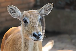 水鹿,鹿,動物