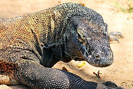comodo 龍,蜥蜴,爬行動物