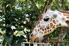 長頸鹿,動物,哺乳動物