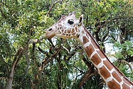 長頸鹿,自然,野生動物