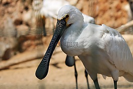 非洲琵鷺,琵鷺,鳥