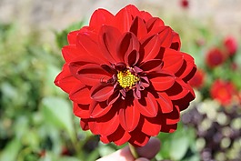 花,紅色,花的