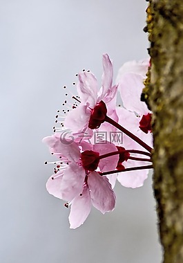 開花,春,花