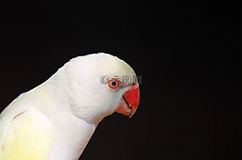 鸚鵡,白,鳥