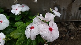 花,雨點,露水
