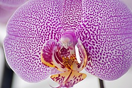 花卉,蘭花,紫色