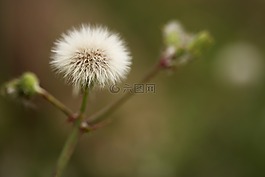 花卉,羽毛,春