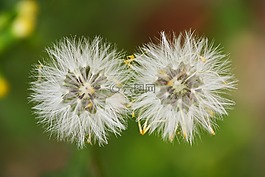 花卉,羽毛,春