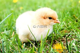 甜,雞,春天