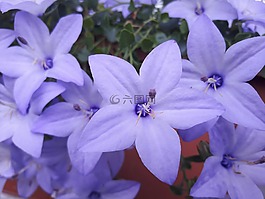 紫色,紫丁香,花卉