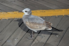 鳥,海鷗,戶外