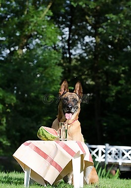 瑪利諾犬,piknik,瓜