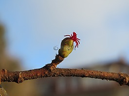 榛子,常见的榛树,特写
