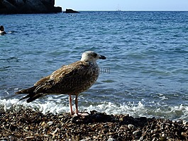 海鷗,海灘,馬洛卡