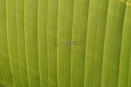 背景,結構,綠色