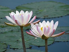 水百合,鮮花,花