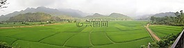 麥洲,越南,稻田