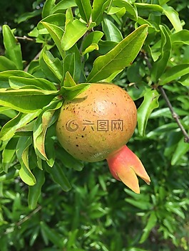 石榴,水果,酸