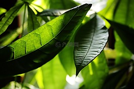 葉,性質(zhì),植物