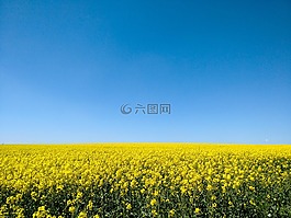 油菜,字段,天空