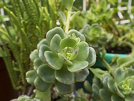 性質(zhì),植物,花園