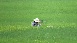 稻田,越南,农夫的妻子