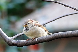 麻雀,斯珀林,鳥
