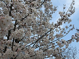 櫻花,背景,花朵