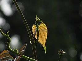 葉,光,葡萄藤