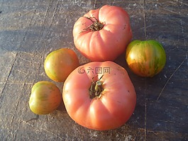 番茄,布兰迪万,蕃茄